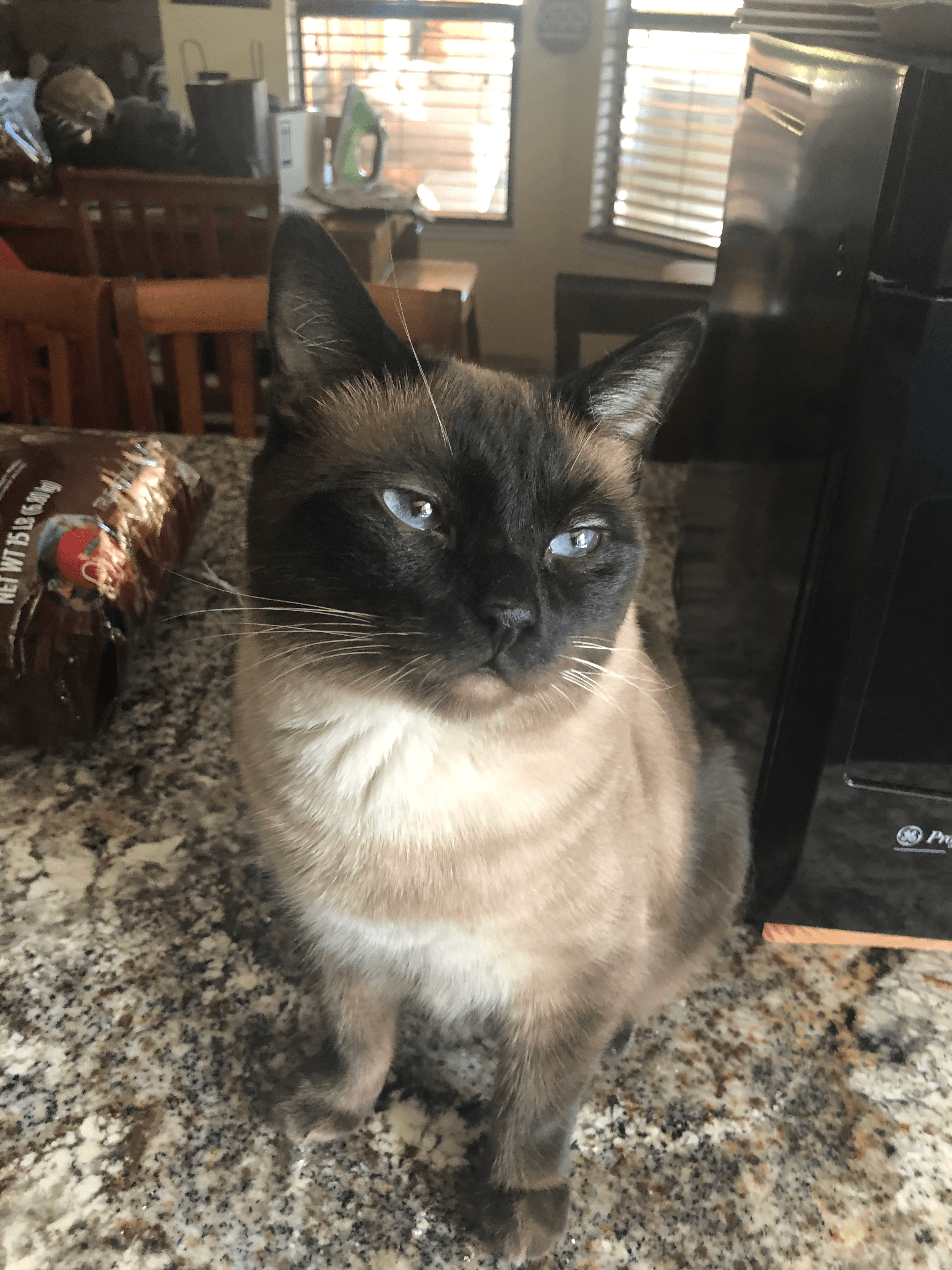 Pet Check-Ins