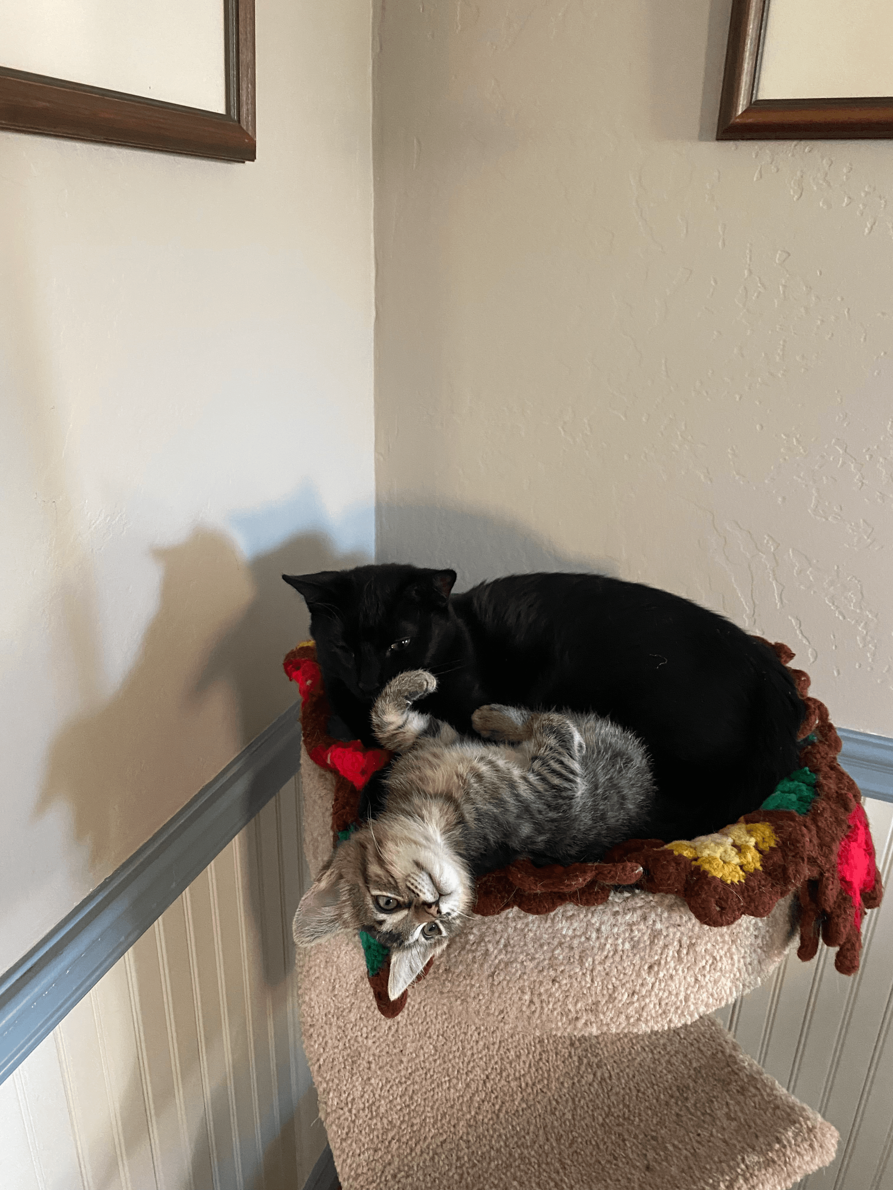 Playful cat