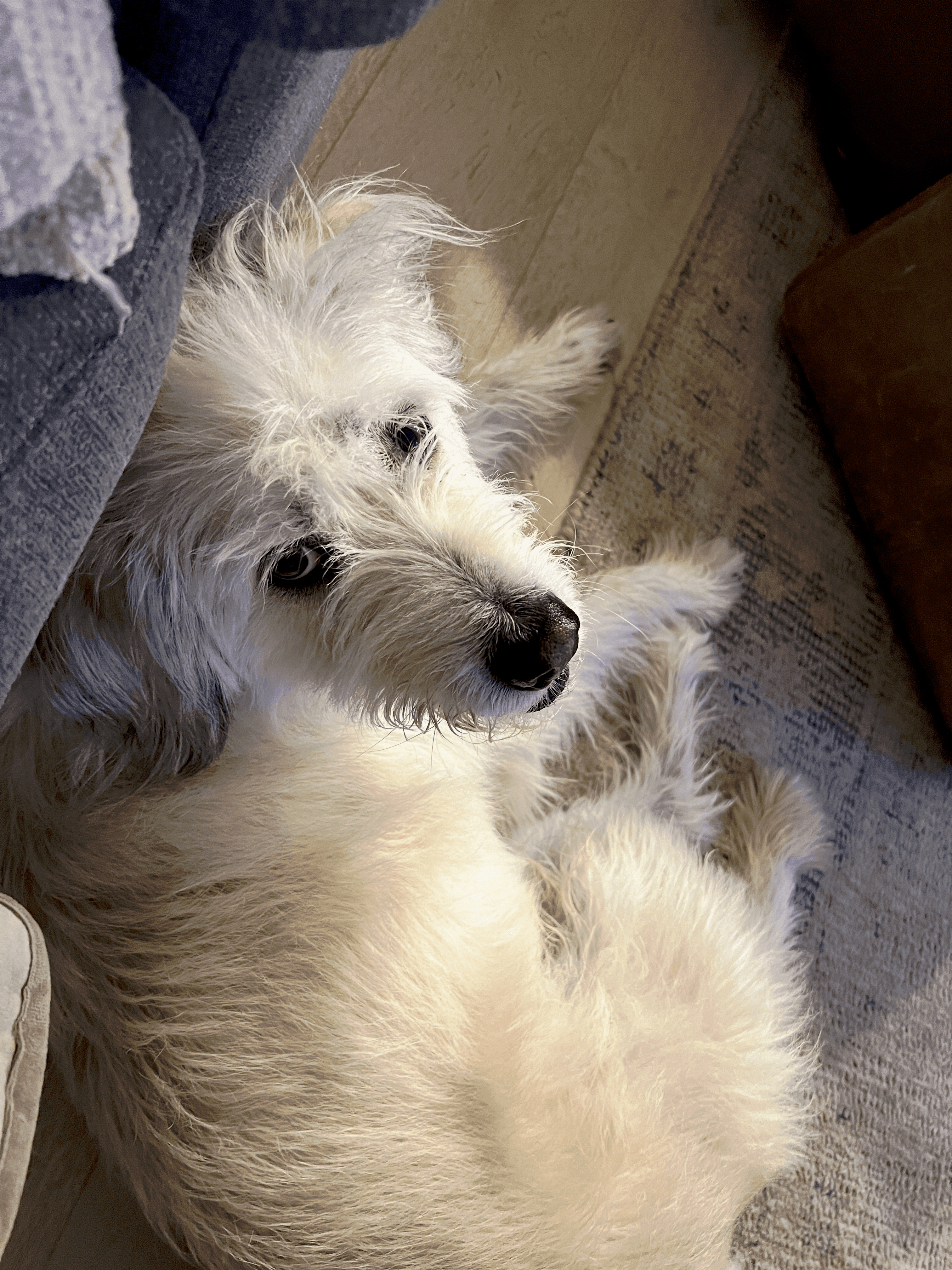Cute dog