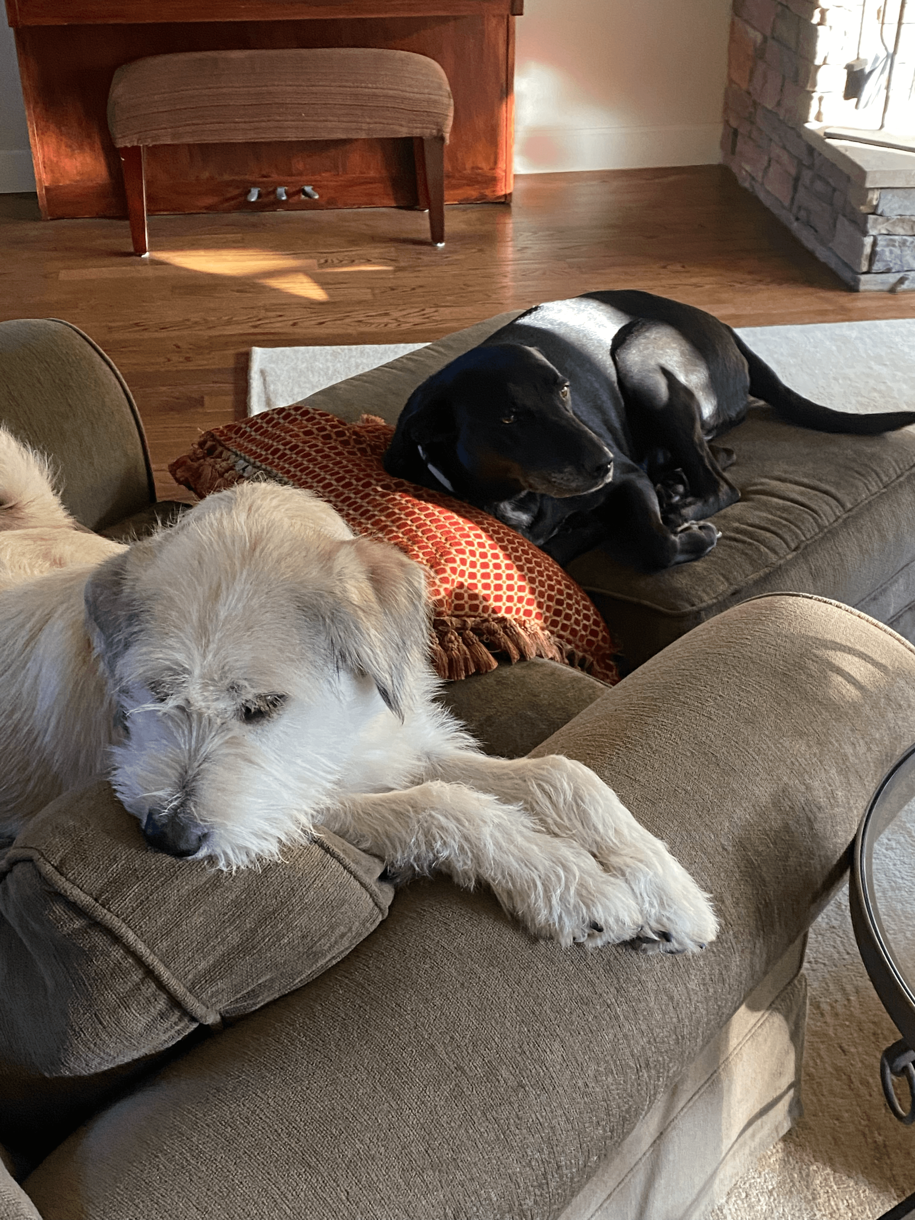 In-Home Pet Sitting